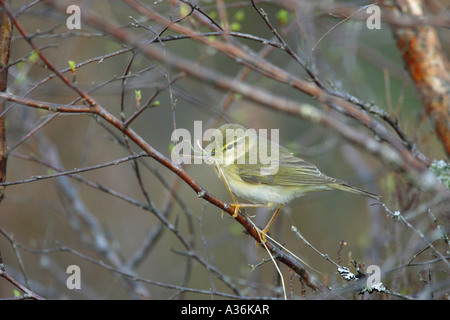 Willow Warbler Phylloscopus Trochilus sitzt in einem Baum mit einem Schnabel voller Verschachtelung Material in Schottland UK Europe Stockfoto