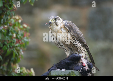 Saker Falcon Peregrine Falco Cherrug thront auf einem zupfende Pfosten mit eine tote Krähe im Regen Stockfoto