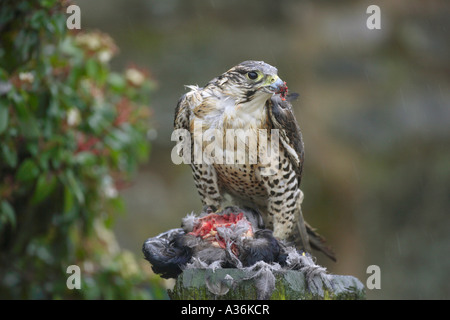 Saker Falcon Peregrine Falco Cherrug thront auf einem zupfende Pfosten mit eine tote Krähe im Regen Stockfoto