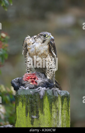 Saker Falcon Peregrine Falco Cherrug gehockt Bohnenstroh zupfen zupfen eine tote Krähe im Regen Stockfoto