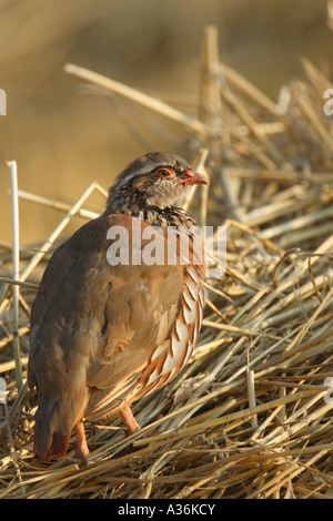 Rot-Legged Rebhuhn Alectoris Rufa sitzen auf Heu in einem abgeernteten Feld im frühen Morgenlicht in Norfolk England UK Europa Stockfoto