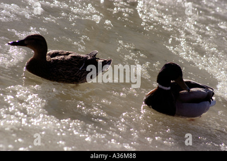 Norwegen Oslo Dümpelfried Enten im Eis weibliche und männliche Stockente Stockfoto