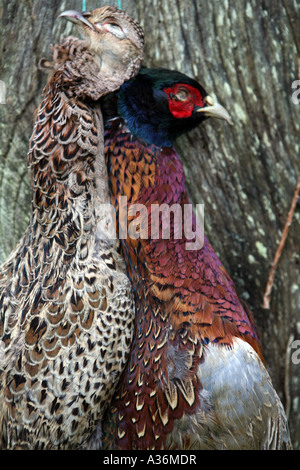 Eine Klammer der Fasane hängen an einem Tor. Stockfoto