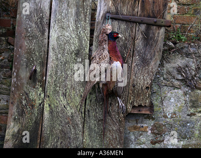 Eine Klammer der Fasane hängen an einem Tor. Stockfoto