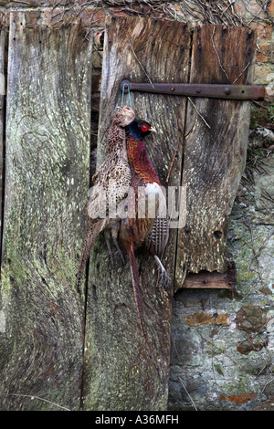 Eine Klammer der Fasane hängen an einem Tor. Stockfoto