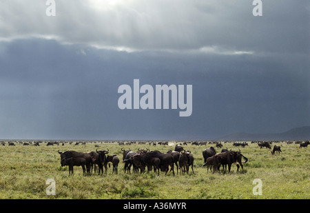 Gnus (Connochaetes Taurinus) Beweidung auf kurzen Rasen Ebenen, Serengeti Nationalpark, Ost-Afrika Stockfoto