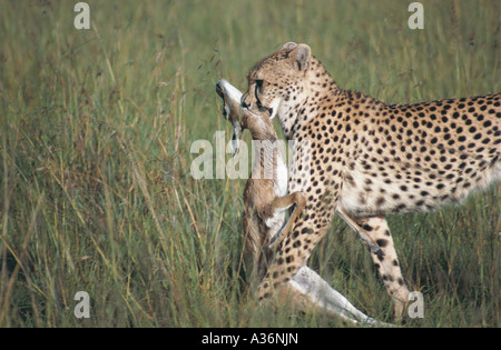 Gepard mit frisch getötet weiblich s Grant Gazelle in Masai Mara National Reserve Kenia in Ostafrika Stockfoto