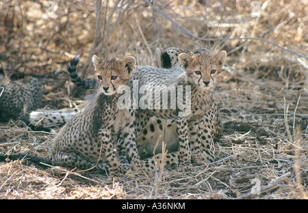 Zwei kleine Cheetah jungen ca. drei Wochen alt sitzt neben ihrer Mutter in Samburu National Reserve Kenia in Ostafrika Stockfoto