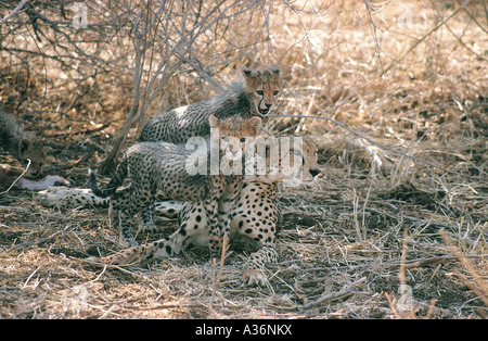 Zwei kleine Cheetah jungen ca. drei Wochen alt sitzt neben ihrer Mutter in Samburu National Reserve Kenia in Ostafrika Stockfoto