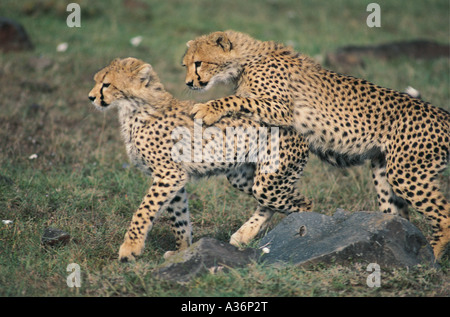 Cheetah jungen ca. 6 Monate alt spielen in Masai Mara National Reserve Kenia in Ostafrika Stockfoto