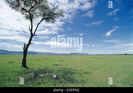 Geparden-Familie ruht im Schatten des isolierten Balanites Baum am Aitong Ebenen Masai Mara National Reserve Kenia in Ostafrika Stockfoto