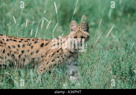 Serval Katze stehend Warnung lange Gras in Serengeti Nationalpark, Tansania Stockfoto