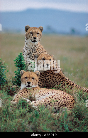 Alert Cheetah Hügel wahrscheinlich Brüder oder Geschwister sitzen auf einer Termite in Masai Mara National Reserve Kenia in Ostafrika Stockfoto