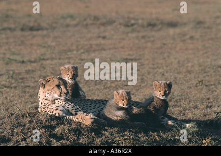 Mutter Cheetah ruht mit ihren drei einen Monat alt Cubs in Masai Mara Nationalpark Kenia in Ostafrika Stockfoto