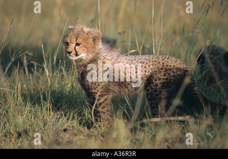 Gepard Jungtier etwa vier Wochen alt stehen in Masai Mara National Reserve Kenia in Ostafrika Stockfoto