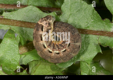 Großes gelbes Underwing Larve - Noctua pronuba Stockfoto