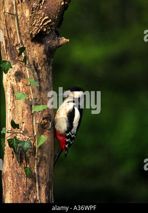Größere Spotted Woodpecker (Dendrocopos großen) Bohrung in Baum Stockfoto