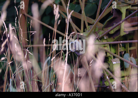 Alten rostigen Farm implementieren Rad mit Speichen im Maisfeld in Cheshire Feld England Großbritannien Stockfoto