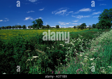Sommer Blumen, Northamptonshire, England, UK Stockfoto