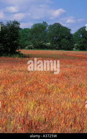 Rosa Flächenstillegung Feld, Northamptonshire, England, UK Stockfoto