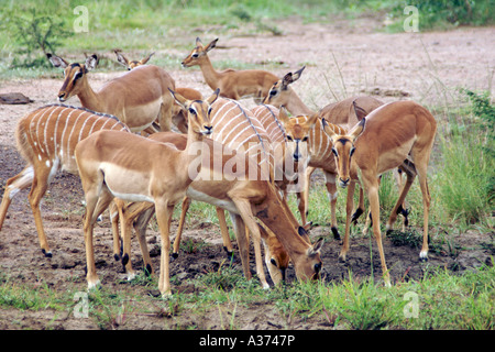 Eine Gruppe von weiblichen Impalas und Nyalas trinken an einer Wasserstelle in Südafrikas-Hluhluwe-Umfolozi-Nationalpark. Stockfoto