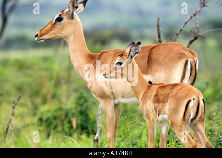 Ein Impala (Apyceros Melampus) und ihr Kalb in Südafrikas-Hluhluwe-Umfolozi-Nationalpark. Stockfoto