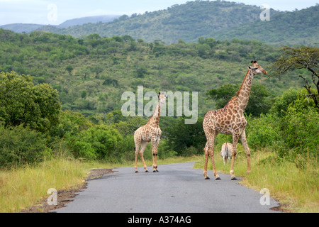 Giraffe (Giraffe Giraffe) überqueren einer Straße im Süden Afrikas Hluhluwe-Umfolozi Nationalpark. Stockfoto