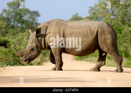 Ein Breitmaulnashorn (Ceratotherium Simum) überqueren einer Straße in Südafrikas Krüger Nationalpark. Stockfoto