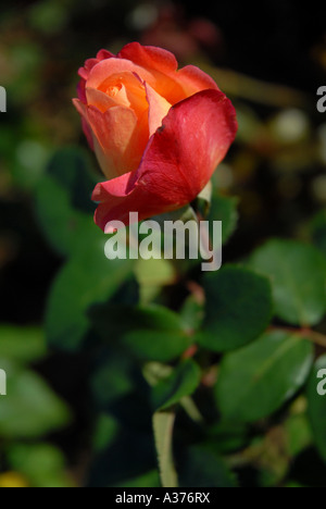 Rosen im französischen Garten Stockfoto