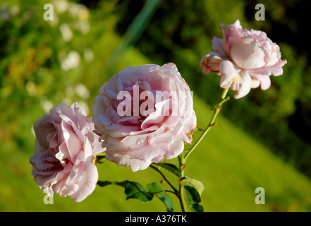 Rosen im französischen Garten Stockfoto