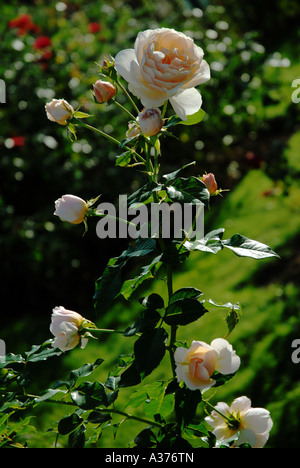 Rosen im französischen Garten Stockfoto