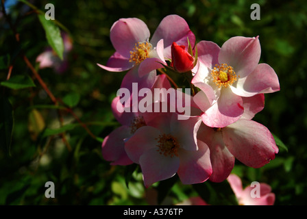 Rosen im französischen Garten Stockfoto