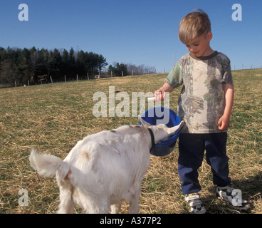 Junge füttert Ziegen auf Bauernhof Stockfoto