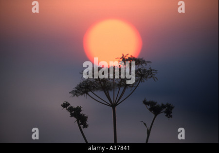 Sonnenuntergang über dem Bodensee (Bodensee) Bregenz Pfänder Mountain Vorarlberg Österreich Stockfoto