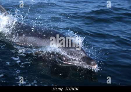 Tümmler (Tursiops Truncatus) nach Ausflugsboot Walvis Bay Namibia 2000 Stockfoto