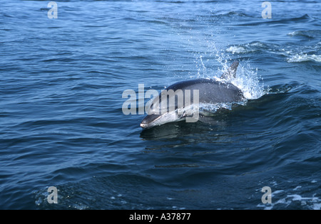 Der Große Tümmler (Tursiops Truncatus) springen Walvis Bay Namibia 2000 Stockfoto