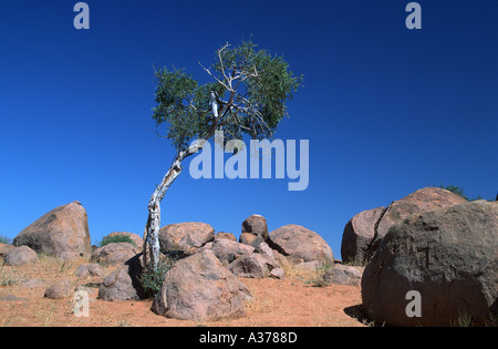Wüste, Baum und Felsen Namibia 2000 Stockfoto