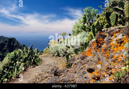 Kakteen und Flechten auf dem Weg von Chinamada zur Punta del Hidalgo, Anaga Gebirge, Teneriffa, Kanarische Inseln, Spanien. März 2006. Stockfoto