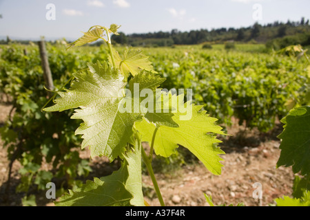 Grüne Reben und Weinberg Feld in Carcassone Languedoc Frankreich hautnah Stockfoto