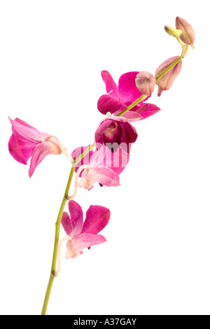 Eine rosa Orchidee Stockfoto