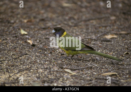 Achtundzwanzig Papagei Barnardius Semitorquatus Australien Stockfoto