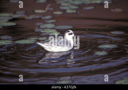 Grey Phalarope Phalaropus Fulicarius Winterkleid Stockfoto