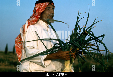 Saudi-Arabien-Farmer trägt karierten arabischen Kopfschmuck und hält Ernten Stockfoto