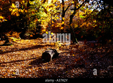 Wald im Herbst in Coldharbour Surrey England Stockfoto