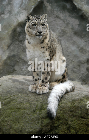 Schneeleopard (Uncia Uncia) im Zoo von Jihlava in Ost-Böhmen, Tschechische Republik Stockfoto