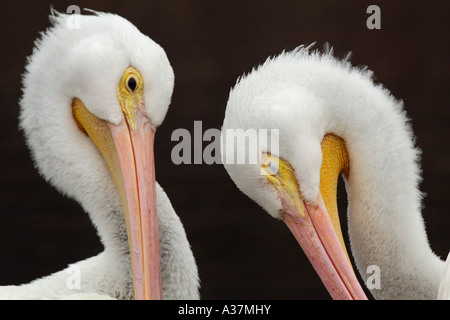 Ein paar weiße Pelikane putzen. Stockfoto