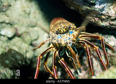 Costa Rica Cocos Island Meinhard Unterwasser Languste Stockfoto