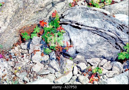 Pflanzen und verwitterte Felsen aus dem Pirin-Gebirge in der Nähe von Bansko In Bulgarien Stockfoto
