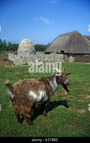 Ziege vor Aktien Bienenstock Schweinestall und Halter Hütte Cosmeston mittelalterlichen Dorf Wales UK Stockfoto