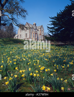 Frühling Narzissen im Garten des Shambellie House Museum von Kostüm neue Abtei in der Nähe von Dumfries Schottland, Vereinigtes Königreich Stockfoto
